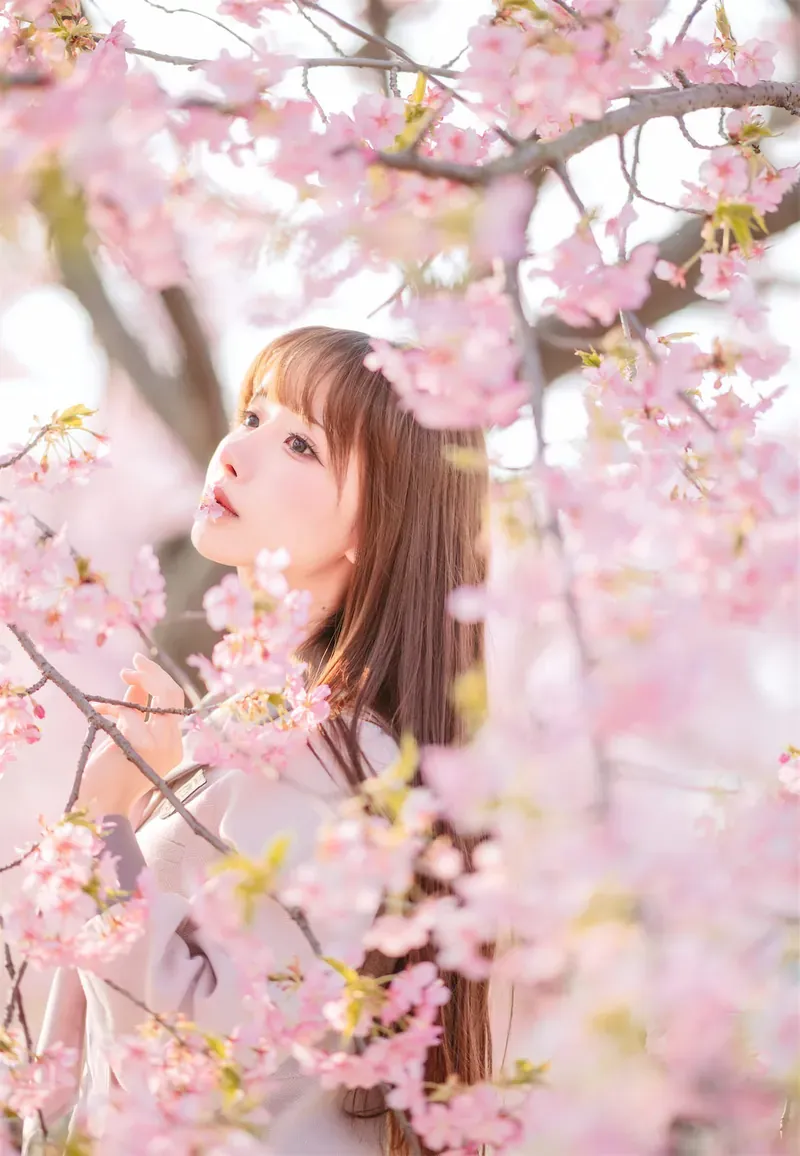 微博与Instagram公开平台线索及写真风格更新 樱花树背景中的户外写真画面